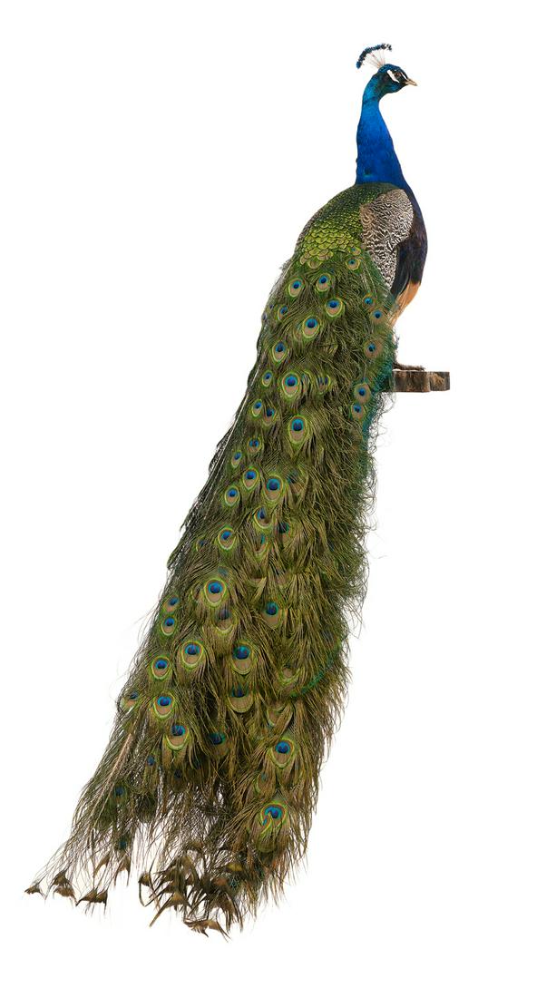 Regal Stuffed and Taxidermied Peacock (1 of 1)