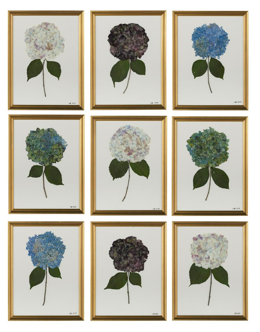 Suite of Nine Pressed Hydrangea Botanicals (1 of 10)