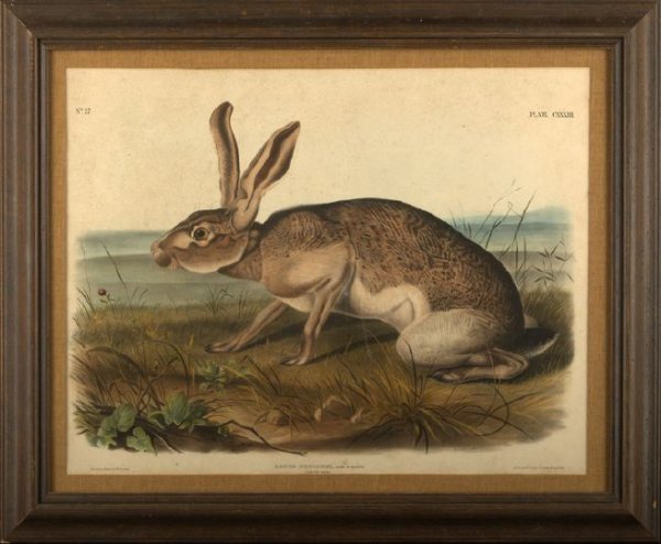 John Woodhouse Audubon (American, 1812-1862): John Woodhouse Audubon (American, 1812-1862) "Texian Hare", Plate CXXXIII, from The Viviparous Quadrupeds of North America, color lithograph, imperial folio, by J. T. Bowen, Philadelphia, 1848, sight 