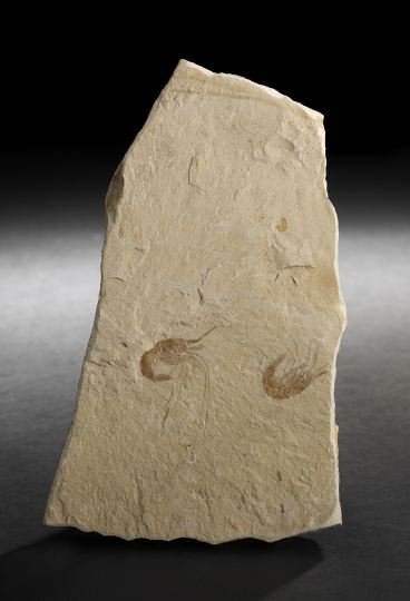 Rare Specimen of Fossilized Shrimp in Limestone: Rare Specimen of Fossilized Shrimp in Limestone Matrix, (Carpopenaeus callirostris), Cretaceous Period, ca. 145 - 65 million years old, discovered in Hjoula, Lebanon, the matrix slab containing two cl