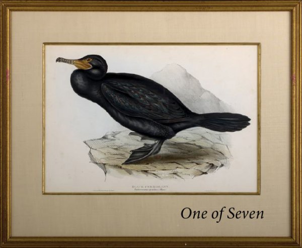 After John Gould (British, 1804-1881): After John Gould (British, 1804-1881) "Avian Studies", suite of seven hand-colored engravings, of varying sizes ranging from sight 16-1/2" x 11-1/4" to 13-1/2" x 19-1/4", all birds species identified 
