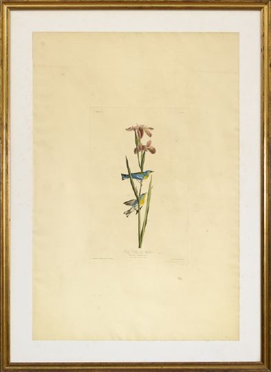 After John James Audubon (American, 1785-1851): After John James Audubon (American, 1785-1851) "Blue Yellow-Backed Warbler", Plate XV, hand-colored engraving, Havell Edition, on J. Whatman paper, from the Birds of America, sight 38" x 25-1/4". Glaz
