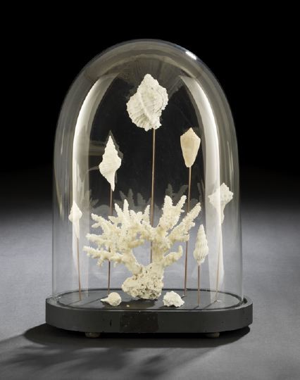 Collection of Seashells in a Glass Parlor Dome: Collection of Seashells in a Blown Glass Parlor Dome, comprised of eight white seashells and a white branch coral specimen, custom mounted in a blown glass parlor dome with elliptical black-painted wo