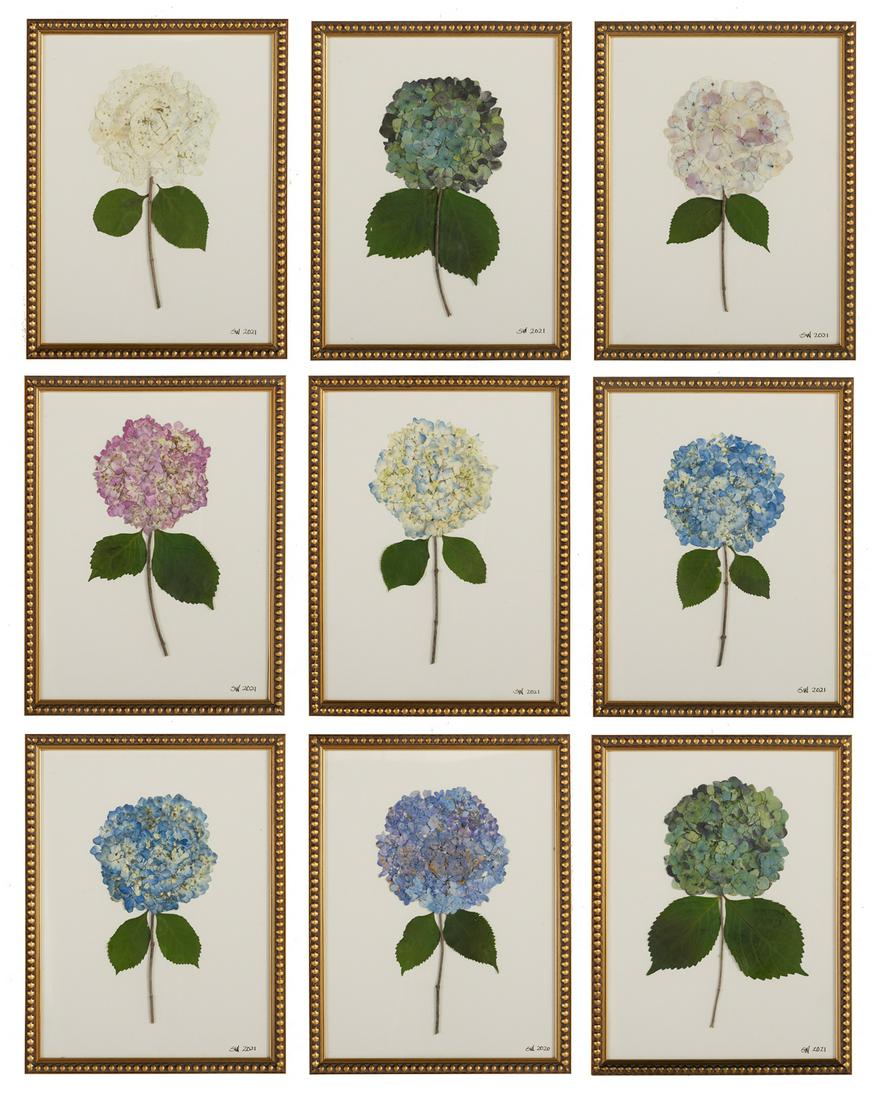 Suite of Nine Botanicals of Pressed Hydrangeas (1 of 10)