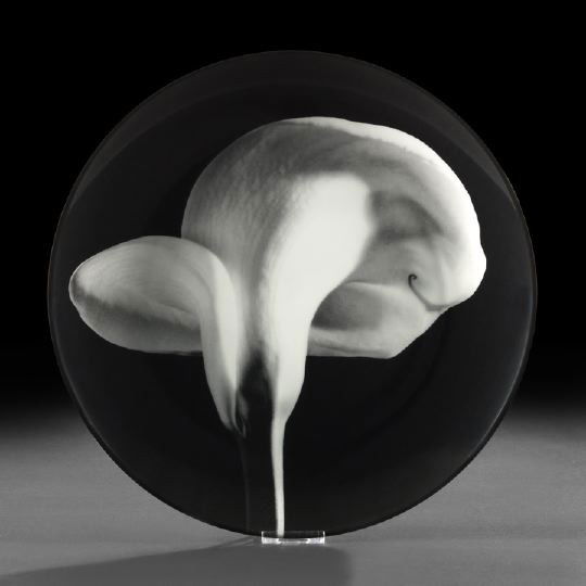 Robert Mapplethorpe (American, 1946-1989): Robert Mapplethorpe (American, 1946-1989) "Calla Lily" Platter, 1984, transfer on porcelain, manufactured by Swid Powell Design, New York, the reverse with Swid Powell mark and facsimile Mapplethorpe