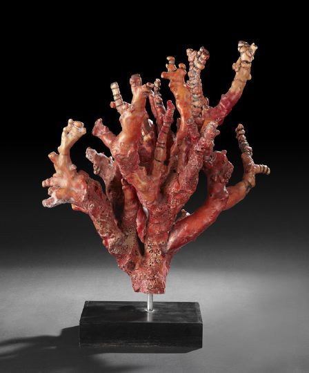 Large Multi-Branch Red Coral Specimen: Large and Attractive Multi-Branch Red Coral Specimen, now mounted on a decorative wooden display stand, h. 21", w. 19".