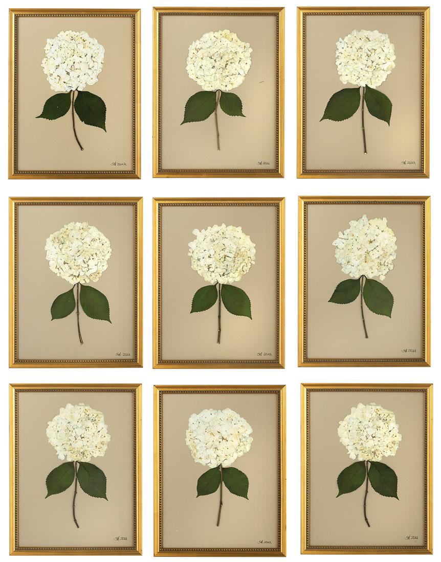 Suite of Nine Botanicals of Pressed Hydrangeas (1 of 10)