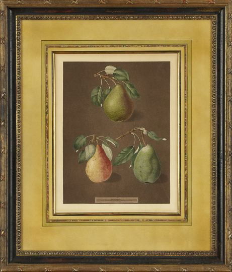 George Brookshaw (British, 1751-1823): George Brookshaw (British, 1751-1823) "Plate XXIV, Peaches" and "Plate LXXXII, Pears", pair of hand colored stipple engravings, sight 18" x 14". Both glazed, attractively matted and presented in parce