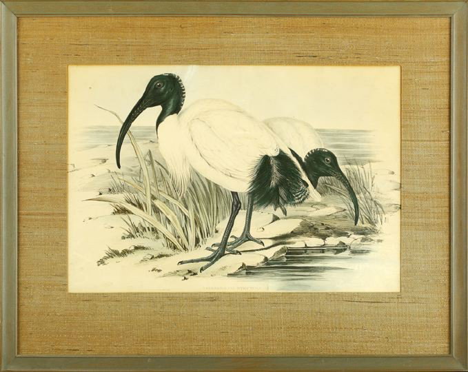 J. Gould & H. C. Richter (British, 19th Century): J. Gould and H. C. Richter (British, 19th Century) "Threskiornis Strictipennis", hand-colored lithograph, printed by C. Hullmandel, retains gallery label on the reverse "The Colony Shop Antiques, 1618