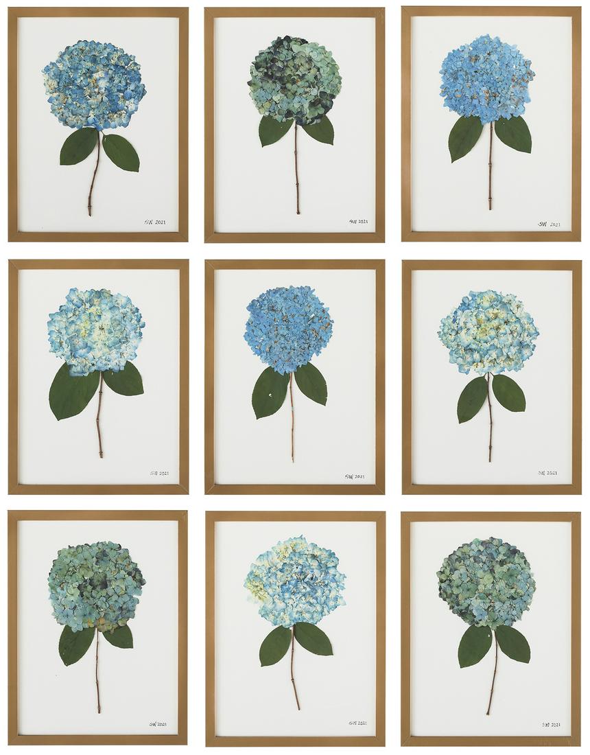 Suite of Nine Botanicals of Pressed Hydrangeas (1 of 12)