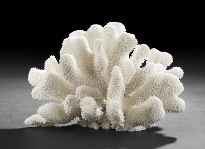 Impressive Specimen of Elkhorn Coral,: Impressive Specimen of Elkhorn Coral, composed of ten "horns" arranged in a dramatic spray, each with multiple branches and all covered with individual polyp skeletons, flat foot, h. 7-1/4", w. 12", d
