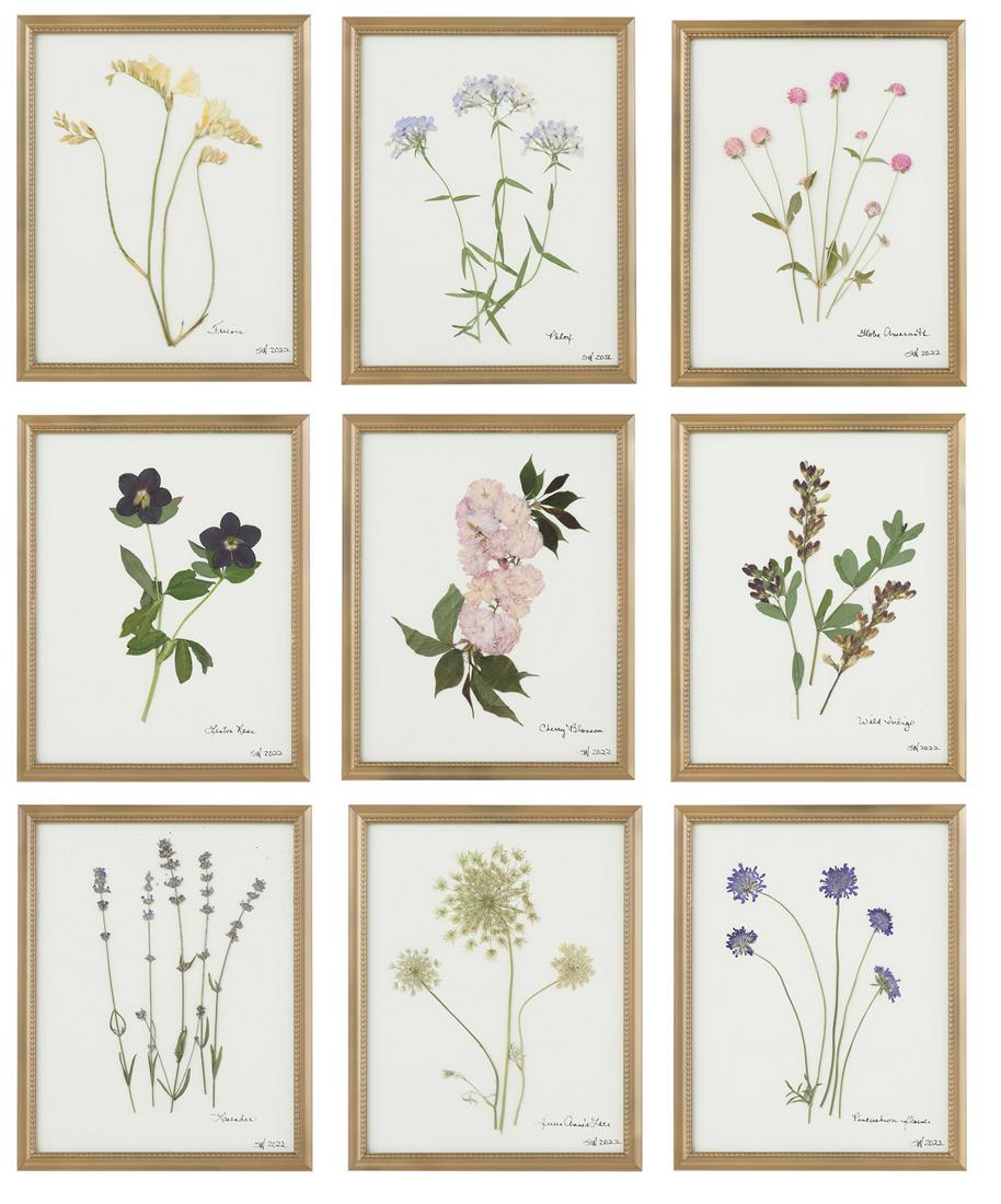Suite of Nine Botanicals of Pressed Florals: Suite of Nine Botanicals of Pressed Florals 2022, mainly wildflowers, including Pincushion Flower, Queen Anne's Lace, Lavender, Wild Indigo, Cherry Blossom, Lenten Rose, Globe Amaranth, Phlox, and Fre