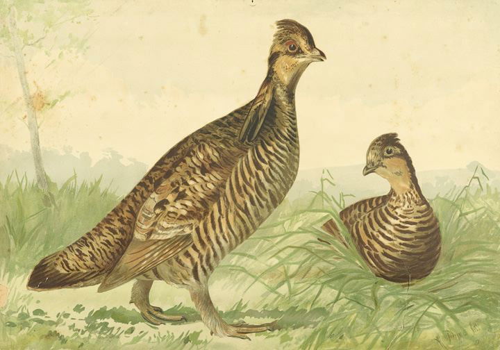 Alexander Pope Jr. (American, 1849-1924): Alexander Pope Jr. (American, 1849-1924) "Various Ruffled Grouse", two watercolors on paper, both signed lower right, sheet size 14" x 20". Both unframed.