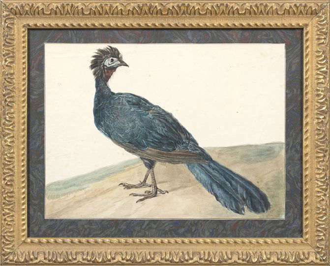 British School (Fourth Quarter 19th Century): British School (Fourth Quarter 19th Century) "Exotic Blue Bird", watercolor on paper, unsigned, 10-1/4" x 14-1/4". Glazed, matted and framed.