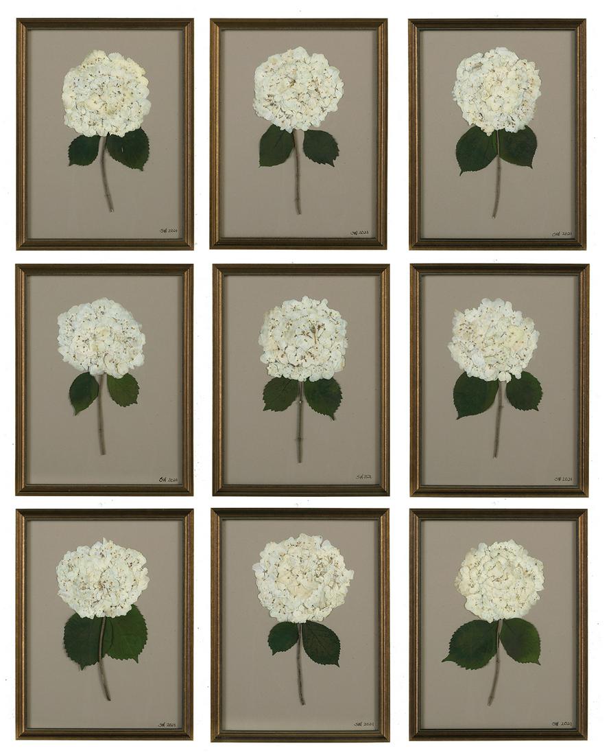 Suite of Nine Botanicals of Pressed Hydrangeas (1 of 9)