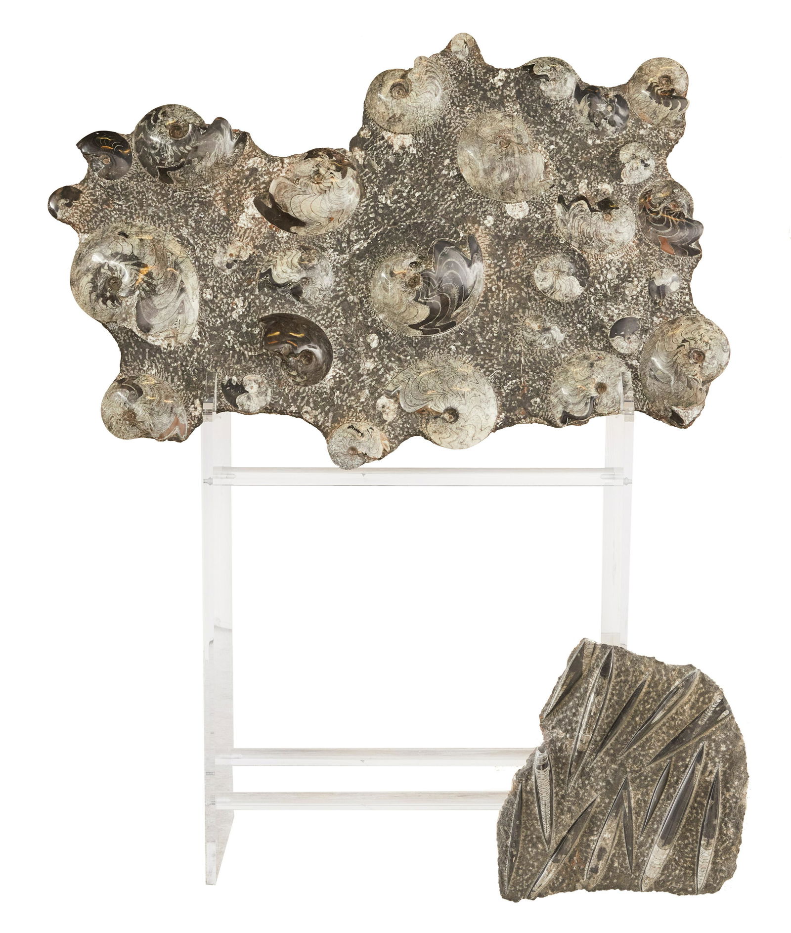 Large Fossilized Ammonite Cluster (1 of 5)