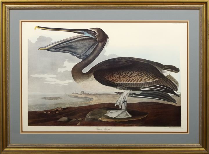 After John James Audubon (American, 1785-1851): After John James Audubon (American, 1785-1851) "Brown Pelican", Plate CCCCXXI, offset chromolithograph, from the Ariel edition of the Birds of America, ca. 1970, sleeve on the reverse with colophon pa