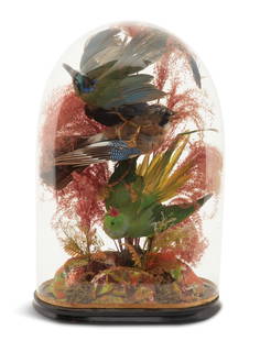 Victorian Taxidermied Birds in a Glass Dome: Victorian Taxidermied Birds in a Glass Dome second half 19th century, English or American, the three colorful birds and plants mounted on a painted plaster base depicting a rocky outcropping, on an eb