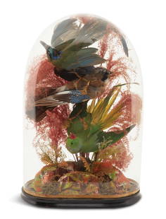 Victorian Taxidermied Birds in a Glass Dome: Victorian Taxidermied Birds in a Glass Dome second half 19th century, English or American, the three colorful birds and plants mounted on a painted plaster base depicting a rocky outcropping, on an