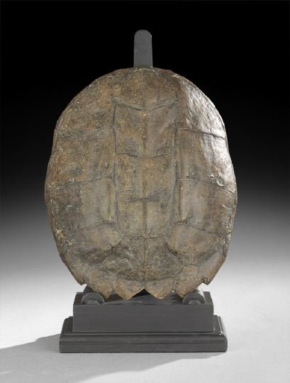Large Snapping Turtle Shell: Large Snapping Turtle Shell, the natural segmented shell mottled grey, black and brown, stand not included, w. 12-1/4", l. 15-1/2".