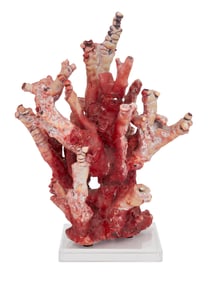 Impressive Large Red Coral Branch Specimen