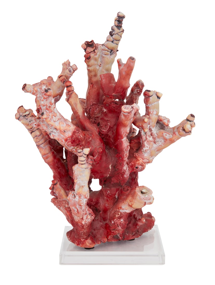 Impressive Large Red Coral Branch Specimen (1 of 3)