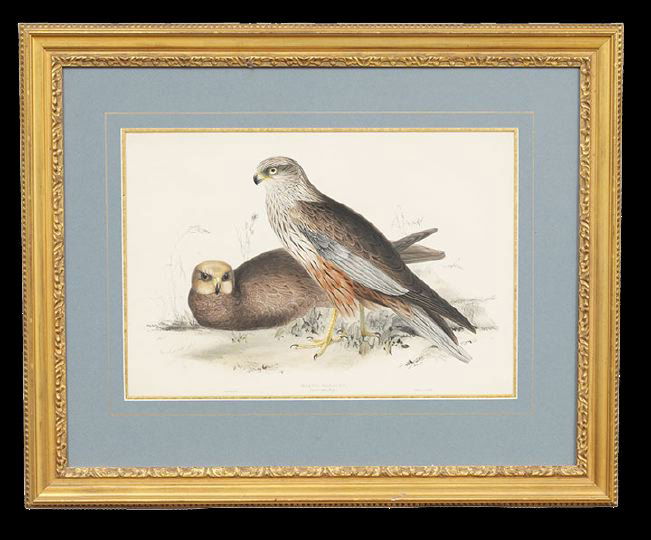 Edward Lear (British, 1812-1888): Edward Lear (British, 1812-1888), "Marsh Harrier", hand colored lithograph, sight 13-3/4" x 20". Glazed, handsomely matted and framed.