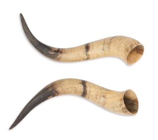 Pair of Cattle Horns