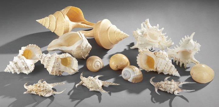 Group of Fifteen Assorted Shells: Group of Fifteen Assorted Shells, consisting of two murex, one melon, three lampas, three spyder, two oleria and three conch shells, l. 5" to 16".