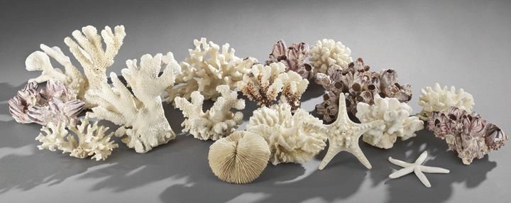 Seventeen Pieces of Assorted Coral and Sea Life: Seventeen Pieces of Assorted Coral and Sea Life, consisting of four barnacle clusters, two starfish, one mushroom coral, and ten pieces of various types of cat's paw coral, h. 2" to 10".