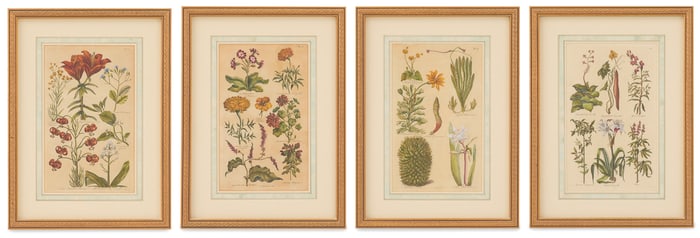 Four British Hand-Colored Botanical Engravings