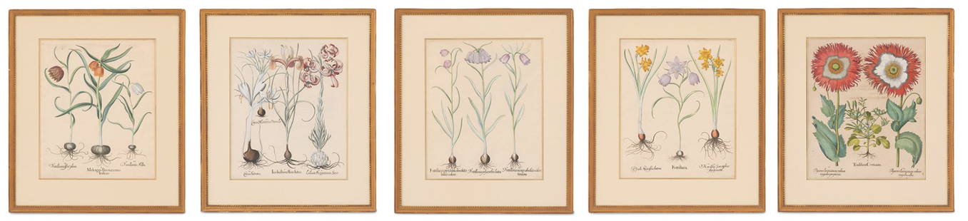 Five German Hand-Colored Botanical Engravings: Collection of Five German Hand-Colored Copperplate Botanical Engravingsafter Basilius Besler (1561-1629), from the Hortus Eystettensis, including:"Frittillaria""Maleagris Flos Maximus"Fritillaria Poly