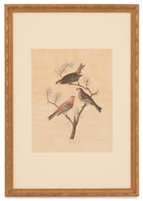 After John James Audubon (American, 1785-1851)