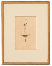 After John James Audubon (American, 1785-1851)