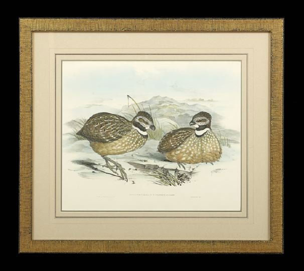 J. Gould & H. C. Richter (British, 19th Century): John Gould and H. C. Richter (British, 19th Century), "Gorgeted Partridge" and "Striped-Breasted Partridge", pair of hand colored lithographs, sight 14-1/2" x 17-1/2". Each glazed, handsomely matted a