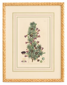 British Hand-Colored Botanical Engraving