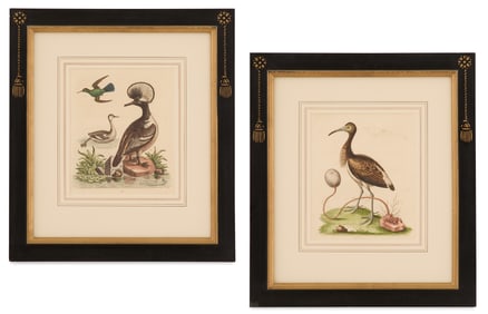 Pair of Framed Bird Engravings