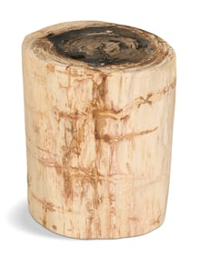 Petrified Wood Tree Stump