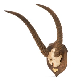 Mounted Waterbuck Antlers