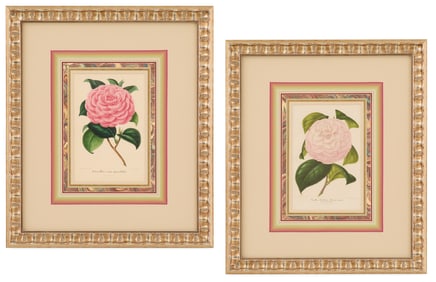Pair of Framed Camellia Lithographs