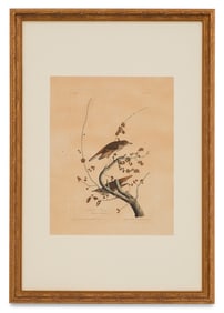 After John James Audubon (US, 1785-1851)