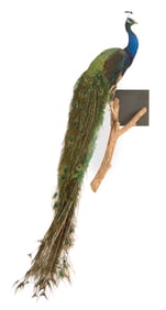 Large Taxidermied Peacock