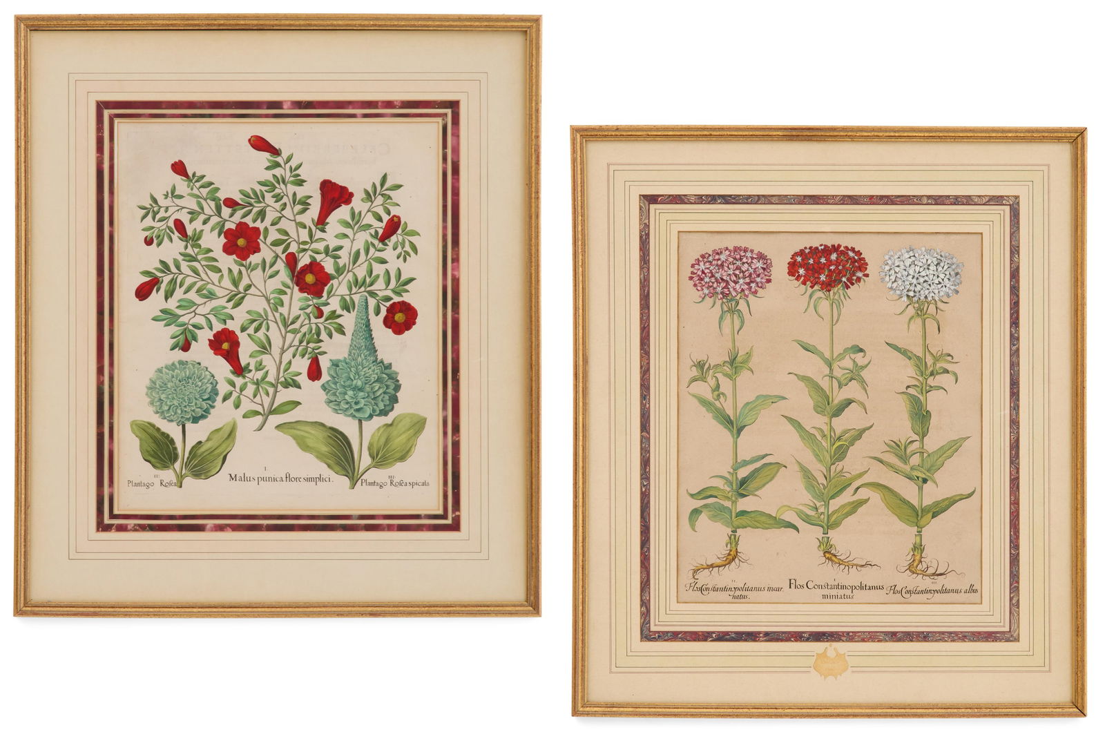Pair of German Botanical Engravings: Pair of German Botanical Engravings"Constantinopolitanus""Malus Punica"18th century, from Basilius Besler's (German, 1561-1629) Hortus Eystettensis.Matted, glazed and framed alike.each sight 19-1/2" x