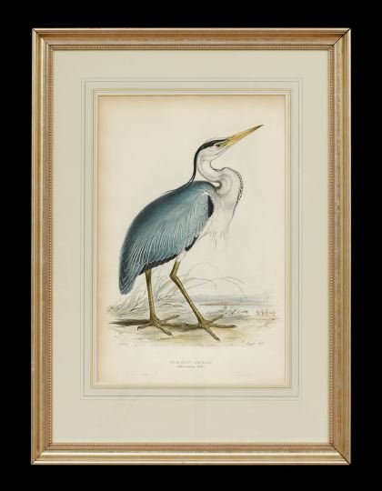Edward Lear (British, 1812-1888): Edward Lear (British, 1812-1888), "Common Heron", hand-colored lithograph, from John Gould's Birds of Europe, printed by C. Hullmandel sight 20-1/4" x 13-1/4". Glazed, French matted and presented in a