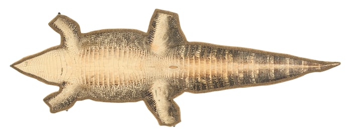 Preserved Alligator Hide