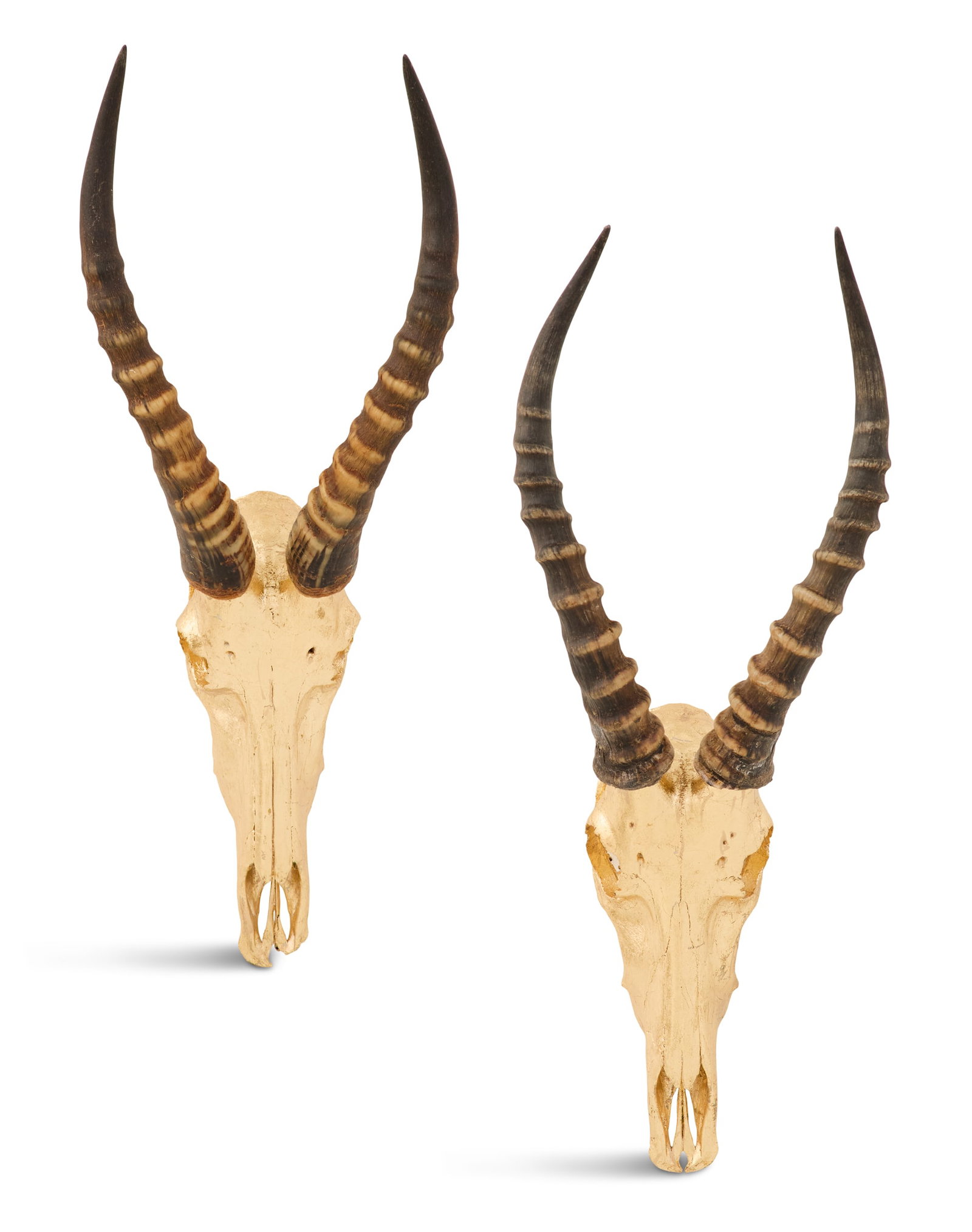 Pair of Gold-Leafed Blesbok Skulls: Pair of Gold-Leafed Blesbok Skulls each retaining their original horns. h. 21", w. 21-1/2", d. 12"