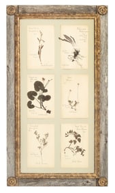 French Framed Botanical Specimens