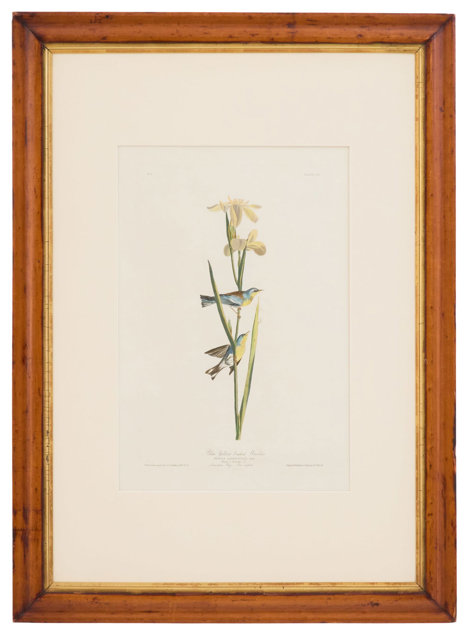 After John James Audubon (American, 1785-1851) (1 of 3)