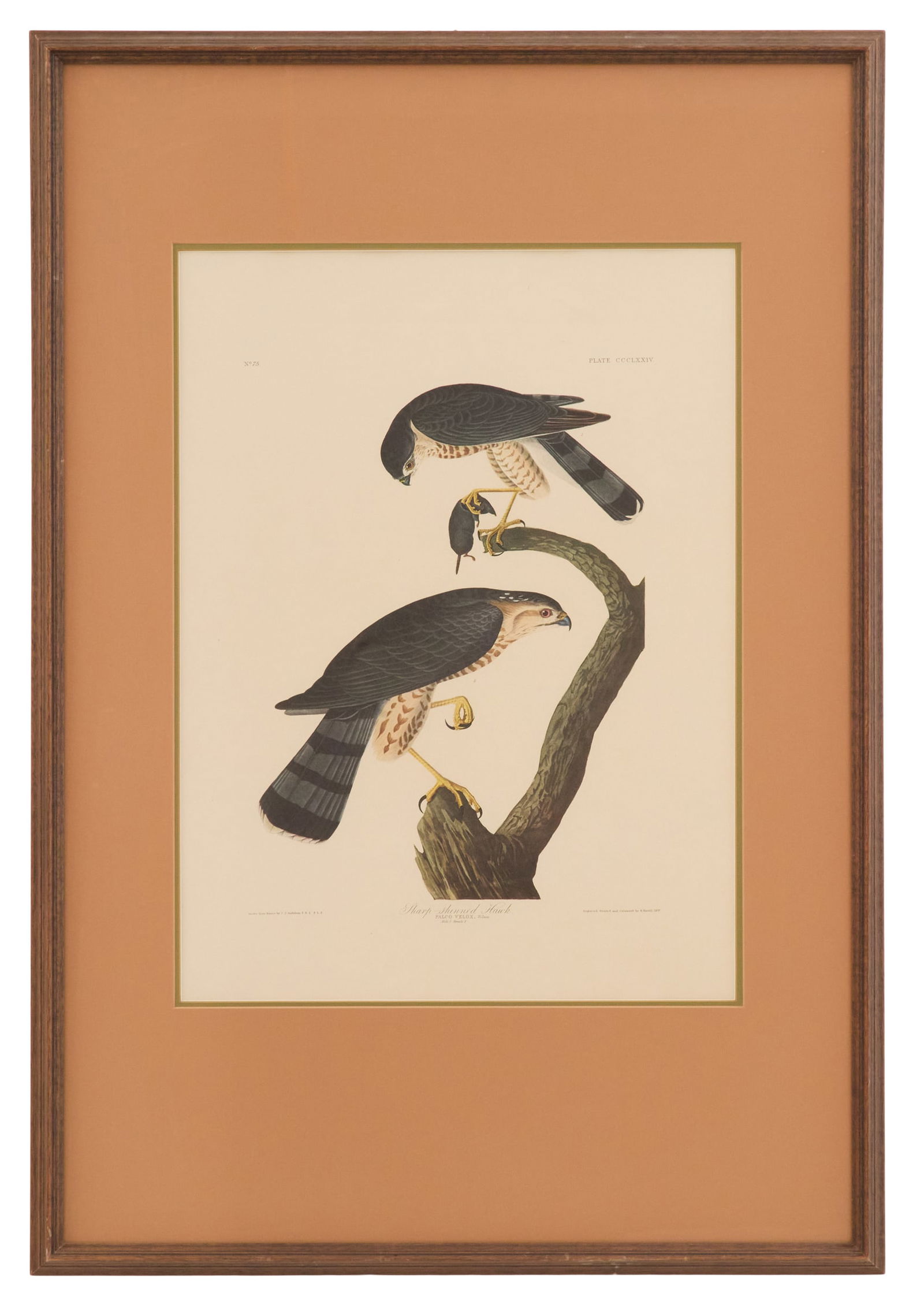 After John James Audubon (American, 1785-1851) (1 of 3)