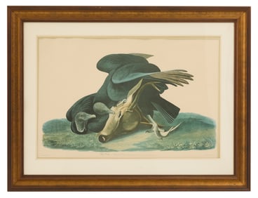 After John James Audubon (American, 1785-1851)